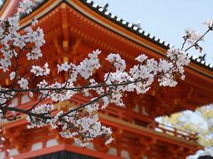 仁和寺にある桜