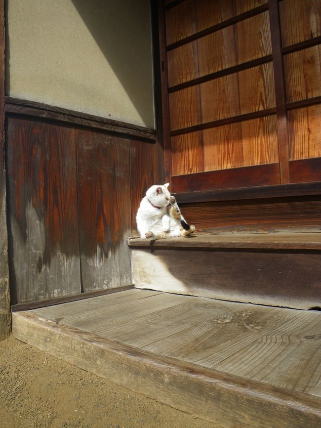 ＜直島でアート三昧＞<br /><br />うどん尽くしの1日目から2日目は今回のメイン直島へ。そうもともとベネッセハウスに格安で泊まれることがきっかけで始まった旅行だったのです。家プロジェクト、地中美術館、そしてベネッセハウスと一日中アートを満喫した二日目は写真が多くなりすぎて二回に分けて掲載いたします。<br /><br />その第一弾ですどーぞ。<br />