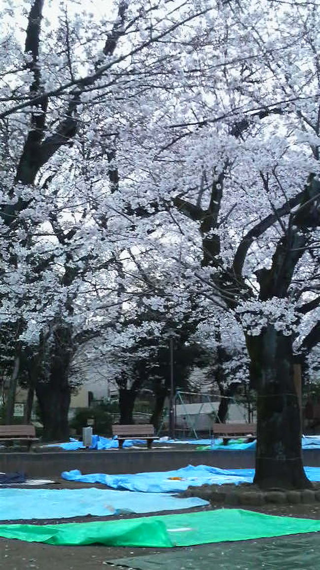 今年のお花見も今週末までですかね(´ω｀；) <br />寂しくなりますが、行けるだけ行こうと！！！<br />ってな感じで行ってきました（●＾o＾●）<br />我が家の今年のファイナルお花見！！！<br /><br />in洗足池公園(^O^)