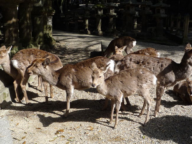 前日に母が奈良にある「くるみの木」（http://www.kuruminoki.co.jp/）<br />に行ってみたいという話しをしていて、<br />突然「明日行こうか？」ということになり、急遽奈良日帰り旅の決行です。<br /><br />岐阜から奈良までは車で250ｋｍくらい。<br />夫が運転好きな人なので、車で行けるから助かります。<br /><br />出発は午前6：45！眠い！化粧が乗らない！<br />でも朝日がきれいですがすがしい。朝早く出るのも気持ちいいいものです。<br /><br />京都経由で京奈自動車道を使って奈良まで約２時間半で9時頃到着。<br />くるみの木は11時オープンなので、まずは世界遺産春日大社へ。<br /><br />9時だと奈良公園に近い駐車場は満車だけど、春日大社はまだたくさん空いてました。<br />11時ごろはもうどこも満車だったので、早く行くのが一番です。<br /><br />春日大社は奈良公園の奥にあるのですが、木が生い茂っていてとても静かです。<br />苔生してずーっと並んだ灯篭を過ぎると朱色のお社が見えてきます。薄い朱色の柱がずっと続いていました。<br />お参りをして次は東大寺へ。<br /><br />いつもあまり感情を表に出さない母なので、<br />帰宅してから知ったのですが、どうやら大仏様を見たの初めてで興奮気味だったようです。<br />もっとはしゃいでくれればいいのに！<br />でもそれがいつもクールな母らしくて笑ってしまいましたが。<br /><br />大きな南大門、大仏殿に感動しつつ、次はお隣の二月堂へ。<br />とその前に坂の途中の茶屋で一休み。お<br />ぜんざいで糖分を補給して、いざ二月堂。<br />二月堂は大仏殿のすぐ隣にあるのに、人はまばら。<br />外国人観光客の方はほぼ大仏殿だけ見て帰ってしまうようですね。<br />静かにゆっくり見ることができます。<br />ここは毎年3月に修二会（お水取り）と言われる行事がある場所。<br />境内を大きな松明をもった童子が走ることで有名です。<br />この日は、桜が満開で二月堂の境内からもすばらしい景色が見えました。<br />二月堂から正倉院へと続く石畳の道にもそこかしこに桜が咲いて素敵な小道ばかり。<br /><br />正倉院は土日祝は見学できないようで残念ながら遠くから柵越しにしか見れませんでした。<br /><br />ここまでかなりのウォーキング！<br />私と母はかなりお疲れモード。夫はまだまだ大丈夫そうでしたが、とにかく奈良は全てが大きい！敷地が広い！<br />これは疲れるはずです。<br />ウォーキングのプロのようなおば様達がリュック＆ウォーキングシューズで来ていましたが、これは正解です。<br />間違ってもヒールやサンダルなどで来てはダメ。<br /><br />私もスニーカーではありましたが、かかとがだんだんと痛くなってきました。<br /><br />でも興福寺の阿修羅だけは見逃すわけにはいきません。<br />ヘロヘロになりつつも、正倉院から興福寺まで徒歩20分くらいでしょうか。<br /><br />でも行ってよかった興福寺国宝館！<br />今年3/1にリニューアルしたばかりの国宝館はレイアウトがすばらしい。<br />仏像をきれいに照らすライトや、見やすい動線。<br />これは誰が担当したのかと調べたら、国立博物館の阿修羅展も担当した空間デザイナーの池田英雄さん。<br /><br />やはりプロの仕事はすばらしい。こんなにも違うものかと思えます。<br />たまにひどい展示の美術館などに行くとガッカリしますが、ここは違います。<br />ぜひ奈良に行ったらこれは見ておきたい場所です。でもお昼ごろはかなりの混雑で、ここもできれば朝一に見ておきたいですね。<br /><br />くたくたになりながらも阿修羅を堪能し、その後やっと今回の目的「くるみの木」へ。<br />ここは雑貨のショップとカフェレストランが併設するところ。<br />今流行のナチュラル嗜好のお店です。<br />小さなショップもレジに並ぶほどお客さんが。<br />レストランはちょうどお昼ということもあるけど、20組待ち！<br />すぐにあきらめました。<br />母の欲しかったカゴバッグが思ったほど置いていなかったので、肌触りの良いシャツを購入。（結構お高い・・）<br />私も買ってもらっちゃいました。ラッキー！<br /><br />と、ここで2時。そろそろ帰りますか〜ってことで岐路に。<br />高速が1000円ということもあり、夕方になるとどこも高速が混みます。<br />帰りも早めに出て正解でした。<br /><br />急遽行くことにした日帰り旅行でしたがとても楽しかった。<br />たまには思い立ってすぐ行くのもいいですね。<br />ずっと運転してくれた夫に感謝です。<br /><br />今度はどこに行こうかな〜♪