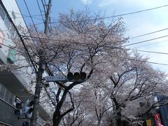 おばあちゃんと桜を見に、常磐平さくらまつりへ(*^_^*)