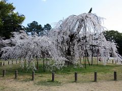 【京都桜2010】 王朝絵巻のような雅趣あふれる空間 「加茂別雷神社（上賀茂神社）」　