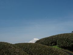 駿河路に春をもとめて