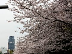 【大阪桜2010】 ビジネス街の中にある癒しスポット 「靱公園」　