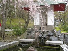 2010年京都・奈良桜巡り（天龍寺）