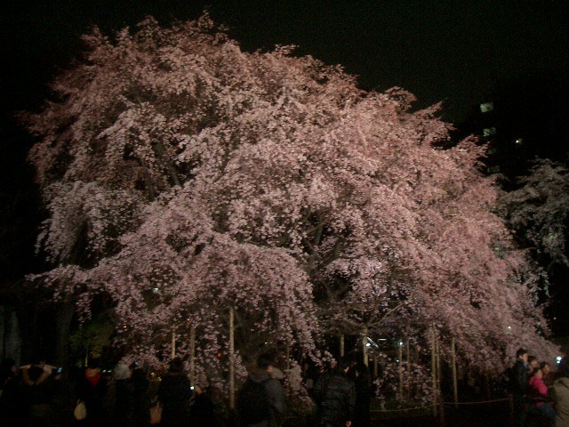 みごとな枝垂桜です。人々が押し寄せる理由が分かります。かく言う私も尻馬に乗ってみてきました。