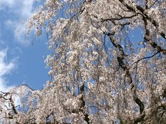 サクラの名所を訪ねて山梨へ！