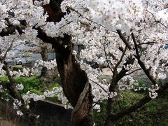 【京都桜2010】 松ヶ崎疎水沿いにある凄い桜 「根性桜」