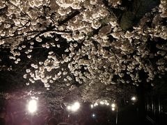 神戸市立王子動物園の夜桜通り抜け