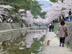 桜の名所百選・夙川公園に行ってきました
