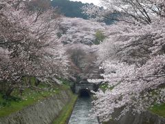 お散歩日和です⑦三井寺の桜