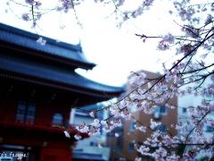 慈光寺の桜 2010。(曇り版)