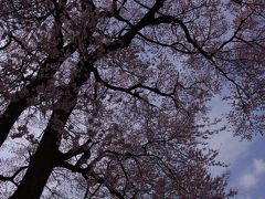 山梨の桜を愛でる