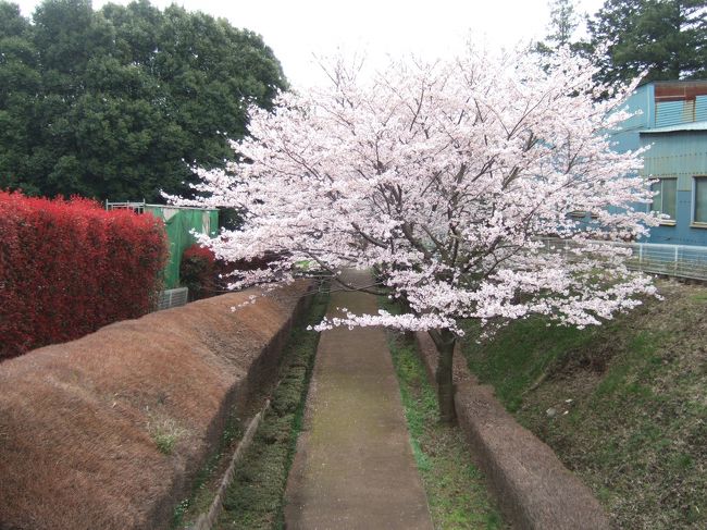 横浜市旭区ふるさと尾根道緑道の桜です。<br />この歩道は、中原街道を挟んでズーラシア動物園の反対側です。