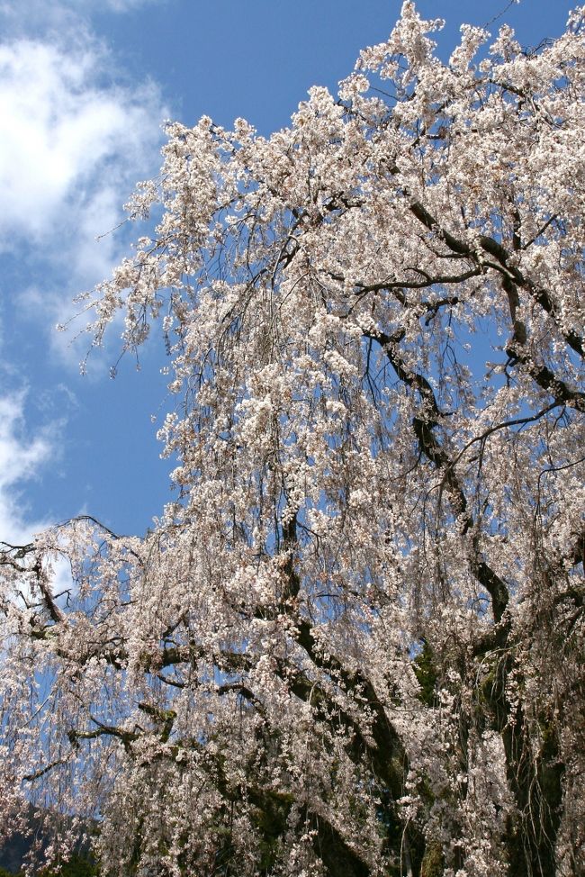 一昨年は、樹齢2,000年の日本最古の桜「山高神代桜（山梨）」、<br />昨年は、天下第一の桜「高頭の桜（長野）」がメインの桜見物<br />でしたが、今年は4/3の土曜日、1,000円高速道を利用して「身延山久遠寺の枝垂桜」と韮崎の一本桜「わに塚サクラ」を訪ねて山梨へ観桜ドライブに行って来ました。<br />