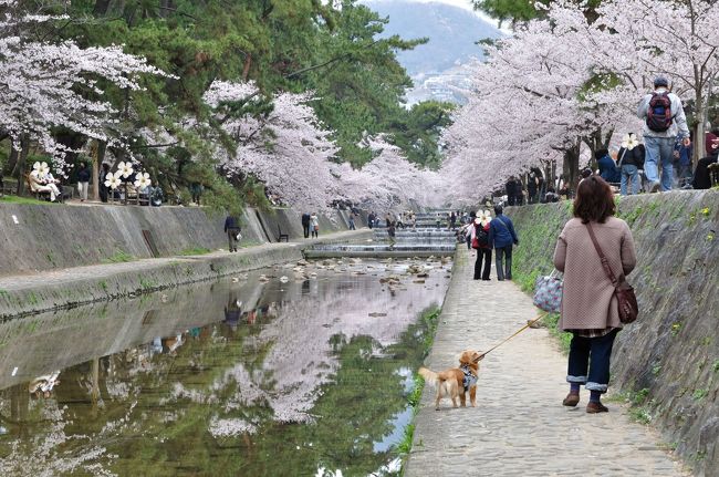 いつもは京都方面に花見に行くのですが、今回は兵庫県西宮市にある夙川公園に花見に出かけました。<br />阪急夙川駅前から苦楽園駅へと、綺麗な川沿いに桜並木が続いていました