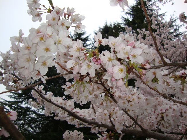 お花見に行ってきました。生憎のお天気でしたが桜は満開で桜を求めて？集まって来る人々のなんと多いこと。<br />桜の木の下では家族連れやいろいろなグループが食べたり飲んだり楽しく盛り上がっていました。<br />広いので今回はほんの一部だけの散策でしたが、楽しかったです。<br />なお５月１日〜３日は第１５回東京国際スリーデーマーチがここ小金井公園を基点に３ルートそれぞれ１０ｋｍ・２０ｋｍ・４０ｋｍと自由に選んでウォーキングする３日間です。<br />以前孫たちが参加しました。いろいろなイベントがあって楽しく参加者も年々増加しているそうです<br /><br /><br />