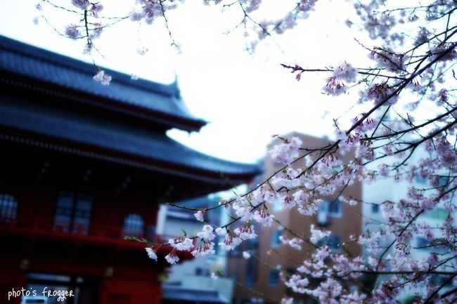 雨だったのですが、帰りに八幡山ふもとの慈光寺と祥雲寺に寄ってみました。<br /><br />去年は今頃の慈光寺の桜は散り始めに向かっていましたが、今年は遅れています。石段下の桜は満開でした。<br />このヒガンザクラも今週が見ごろだと思います。天気が良いといいのですが、どうも自分は時間が合わない(汗)<br /><br />ライトアップも行われています。