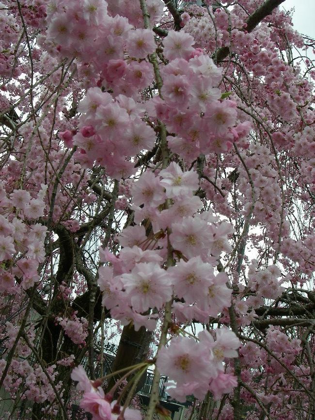 今年も身延山へしだれ桜を見に行ってきました。<br />ここ毎年きています。<br />お寺と桜の雰囲気が<br />時を越えてタイムスリップしたみたいです。<br />ここまでの道のりに厳しい階段があります。<br />登るのに背についたものがあるとよけい重く感じるけど、<br />登りながら何かを落としてるようです。<br />登りきってお寺と綺麗なしだれ桜を見た瞬間<br />付き物が落ちたみたいに<br />すぅーと心が洗われます〜。<br />