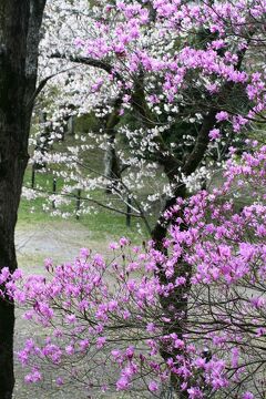 2010春、桜満開の長篠城祉(2/5)：長篠城址、本丸、土塁、稲荷社址の赤鳥居、堅木植樹碑