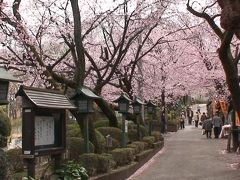 安行桜と真言宗蜜蔵院