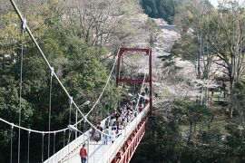 2010春、桜満開の桜渕公園(2/3)：桜渕公園、ソメイヨシノ、ヤマザクラ、笠岩橋