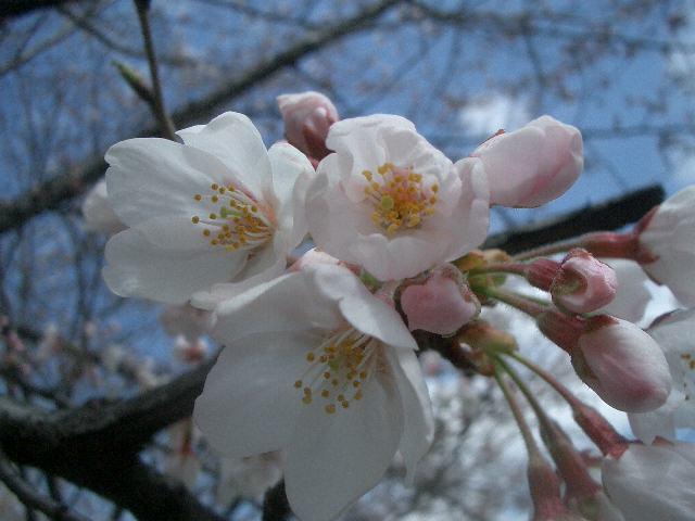 清澄庭園の桜がまだ早かったので、清澄公園をお散歩しました。しずかに桜が咲いていました。こういうところもいいですね。