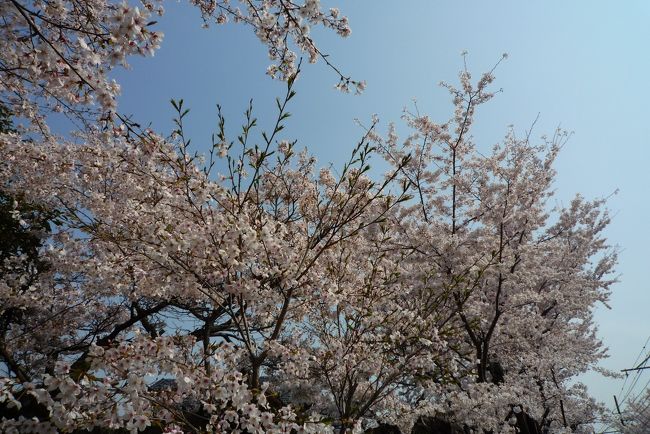 京都　桜　2010