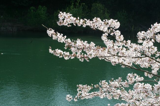 愛知県の桜名所の一つ、桜満開の桜渕公園の紹介です。桜淵は、天竜奥三河国定公園の南玄関に当たる場所です。