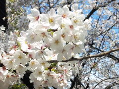 大阪城でお花見