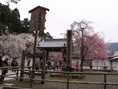 京都・・醍醐寺の桜