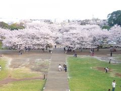 横浜　四季の森県立公園②（春）