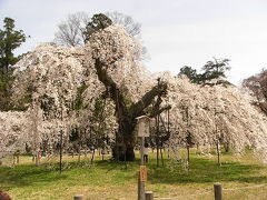 2010　京の桜巡り　④　【 のんびりとお花見出来る　上賀茂神社 】