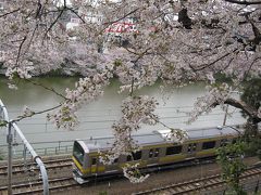 駆け足お花見♪皇居～隅田川・東京スカイツリー～上野公園
