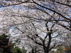 【京都桜2010】 満開の桜トンネルをそぞろ歩き 「哲学の道」