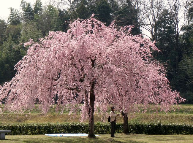加東市を東西に流れる加古川の支流・千鳥川堤に約１００本のベニヤエシダレザクラ並木があると新聞で知り、さっそく行ってみました。<br />京都の桜守・佐野藤右衛門氏の指導を受けて大事に育てられた枝垂れ桜が、まだ蕾のものもあったが見頃の木もあり、ピンクが川面に映えてまさに春爛漫！<br />八重に混じって一重の紅枝垂れもあり、近くにはソメイヨシノの並木もあって桜を満喫。<br />この後、三木市の三木山森林公園でツツジなどを、神戸市西区の雌岡山ではカタクリやミスミソウを見て、のどかな春の一日をのんびりと過ごした。