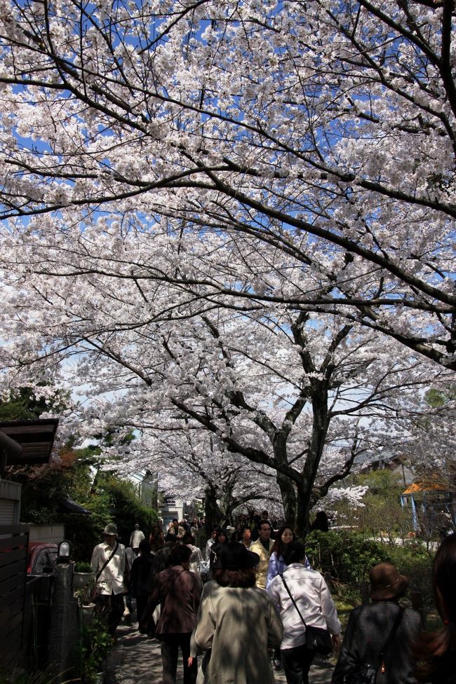 哲学者の西田幾多郎氏が散策しながら思索にふけったことから、”哲学の道”と呼ばれています。<br /><br />銀閣寺から熊野若王子神社まで続く約２キロのコースでは、上品な桜が疎水に枝を伸ばしています。<br /><br />今回は全コースを歩く時間が無かったので、その中でも最も綺麗だと言われる場所に連れて行ってもらいました。<br /><br /><br />◎ さくらＤＡＴＡ<br /><br />見頃　４月上旬〜中旬<br />ソメイヨシノ・ヤマザクラ　計約４５０本<br />