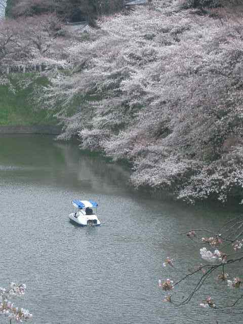 日本で一二を競う桜の名所です。毎年のように来ています。