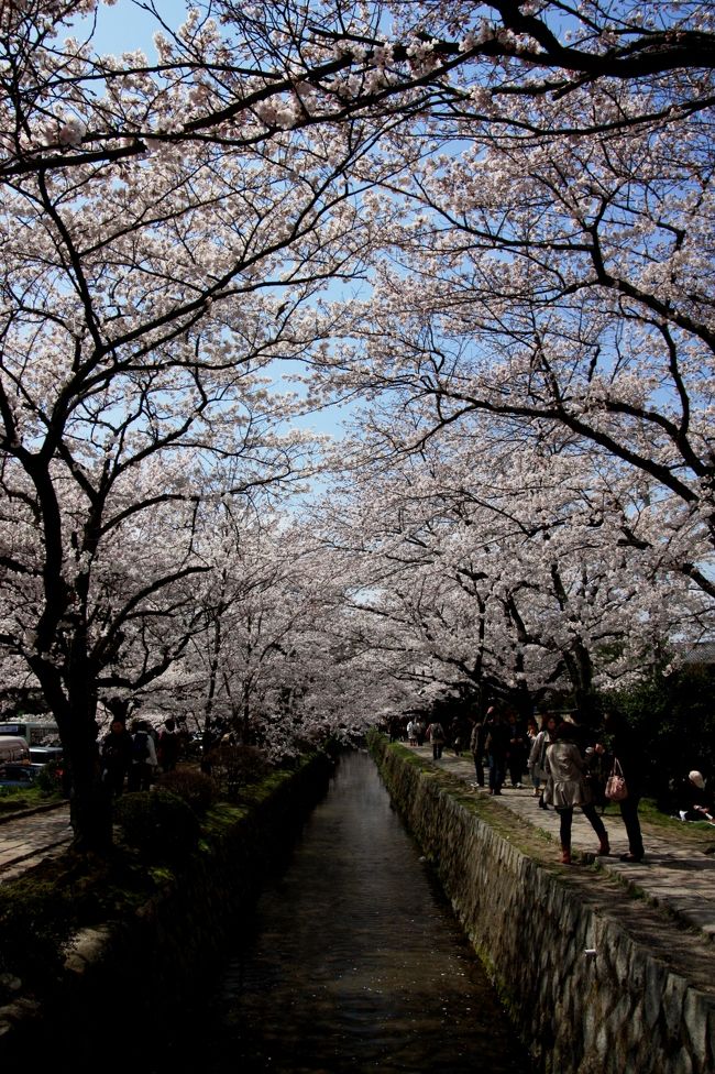 桜の名所として有名な哲学の道は、銀閣寺から熊野若王子神社まで続く約２キロの疎水道。<br />銀閣寺の先には白川疎水通が続いており、厳密にはこの道は哲学の道ではないそうなのですが、今はここも哲学の道と呼んでいるみたいです。<br /><br />