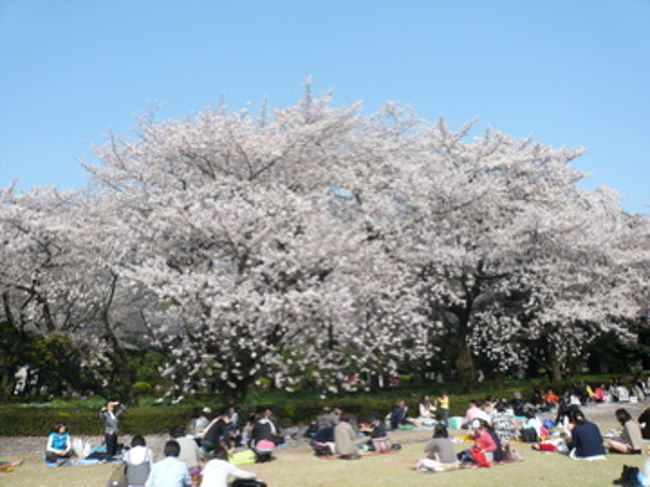 4月4日の千鳥ヶ淵でのお花見はあいにくの曇天。<br />やっぱり青空の下で桜が見たい！<br /><br />ようやく晴れた4月6日の火曜日、今回は新宿御苑へ。<br /><br />平日だから少しはのんびりお花を愛でることが<br />できるかも！