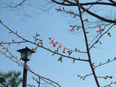 梅は咲いたが　桜は　まだか？