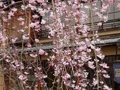 桜（2010）　京都桜旅 ② 舞妓さんも京の華