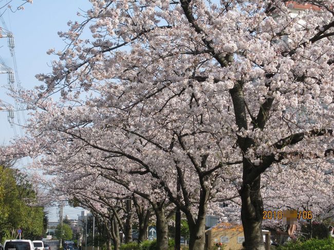 さくら公園と　その名の通り<br /><br />桜づくしの公園でした<br /><br /><br />http://www.pc-sanpo.com/park/kitakasai/ukita_sakura.html