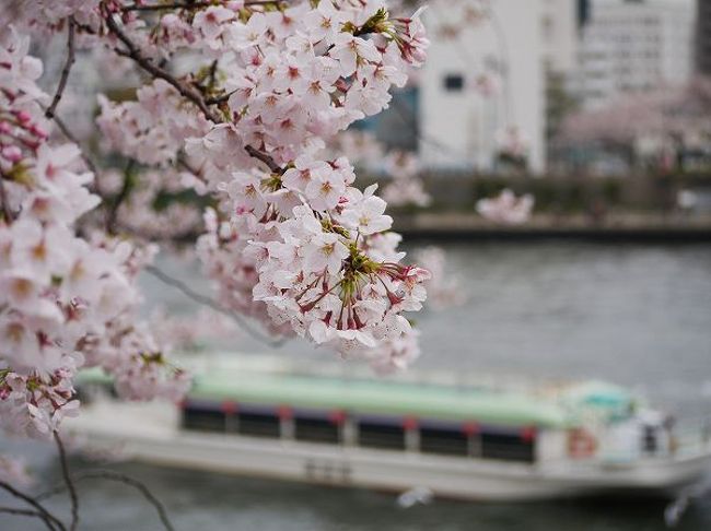 向島墨堤の桜は定番中の定番です。<br />何しろ飛鳥山とともに江戸時代からの庶民の花見スポットで、「春のうららの隅田川♪」の舞台です。<br /><br />隅田川を挟んで墨田区側の向島、台東区側の花川戸で競い合うように「桜まつり」、「花まつり」が行われています。<br />どちらも粋な花見が楽しめました。<br /><br />うららかな陽気とは程遠い空模様でしたが、桜は満開、人も満開でした。<br /><br />