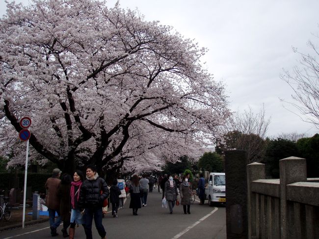 友達と上野公園でお花見するので、ついでに谷中霊園の桜も見てみようかということで、JR常磐線を上野で降りずに日暮里で途中下車し、そぞろ歩きしてみました。
