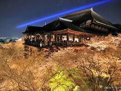 絶景！！　桜を愛でに清水寺の夜の特別拝観（ライトアップ）へ。　/京都市