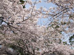 夙川へお花見♪