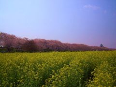 お花見～権現堂桜堤の桜と百観音温泉～ Cherry blossoms