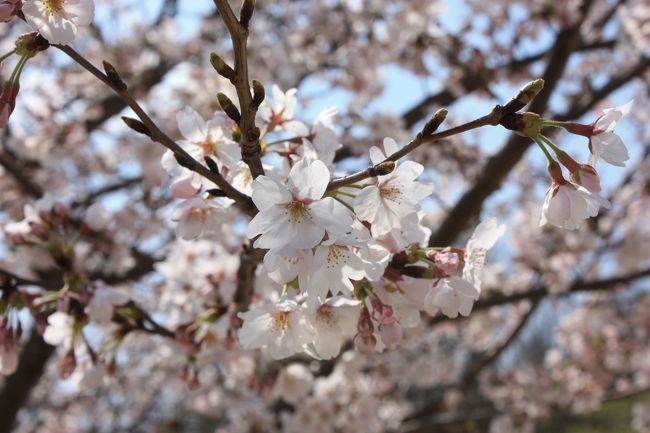 満開の桜と陽気の良さにつられ、いつものお散歩コースに加え夙川まで足を延ばしてきました。<br />親バカぶりを発揮(？)して桜をバックに愛犬のメイをパチリ！<br />旅行記ではないけれど、あまりに“桜”がきれいなのでアップしてみました。<br /><br />