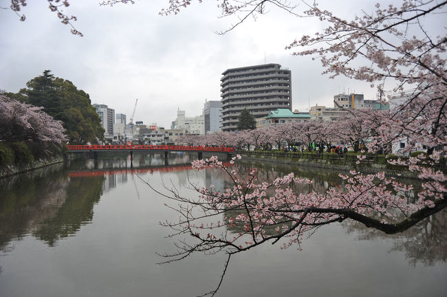 新幹線を撮って駐車場へ戻りかけたのですが、満開の桜が見えました。<br />そのまま帰るのももったいないので、少し寄り道をしました。<br />小田原城の周りをウロウロ…。<br /><br />★「小田原市役所」のHPです。<br />http://www.city.odawara.kanagawa.jp/